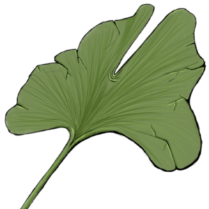 Feuille de Ginko biloba